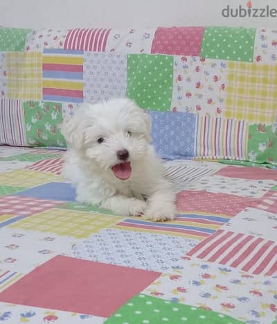 Cute little puppy