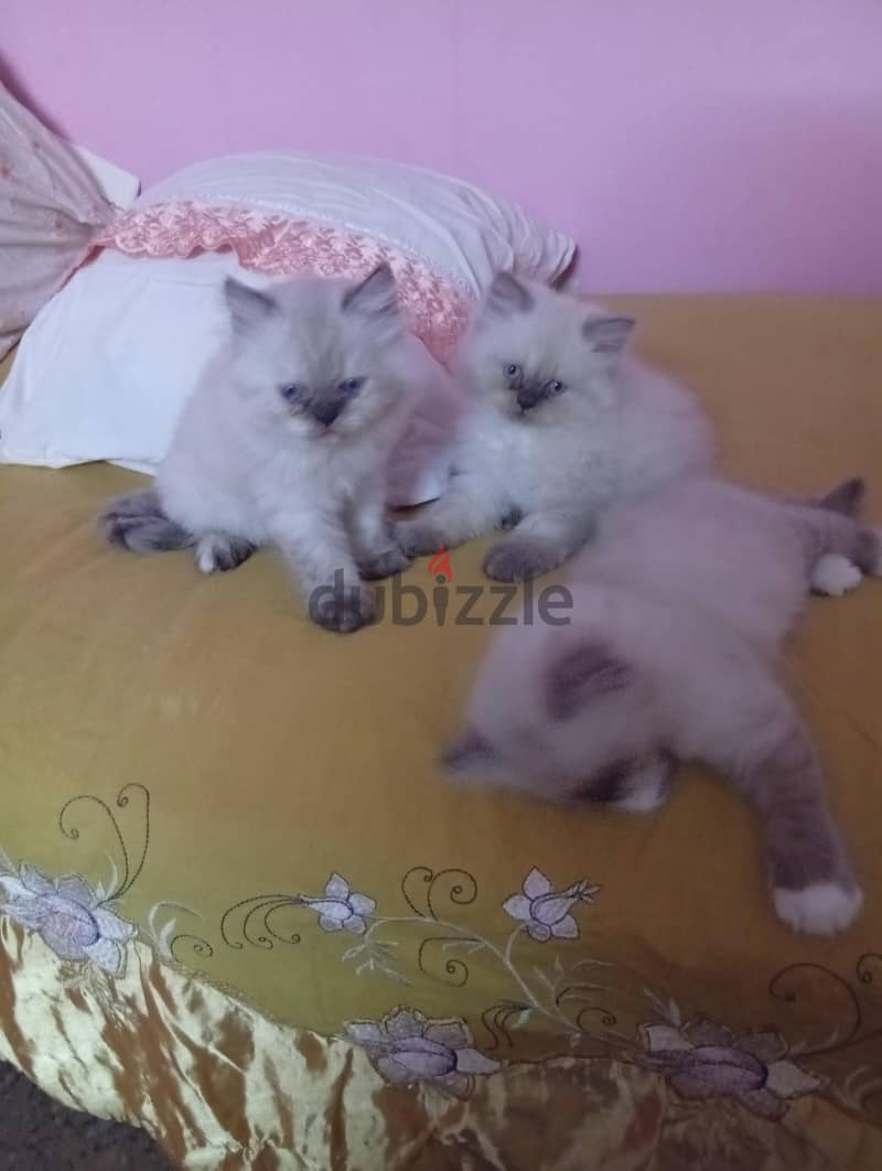 كيتنز راغدول 2