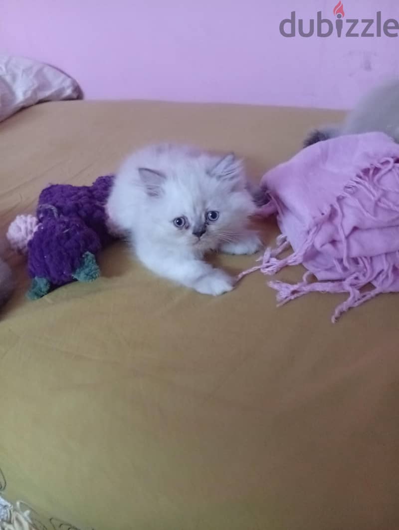 كيتنز راغدول 5