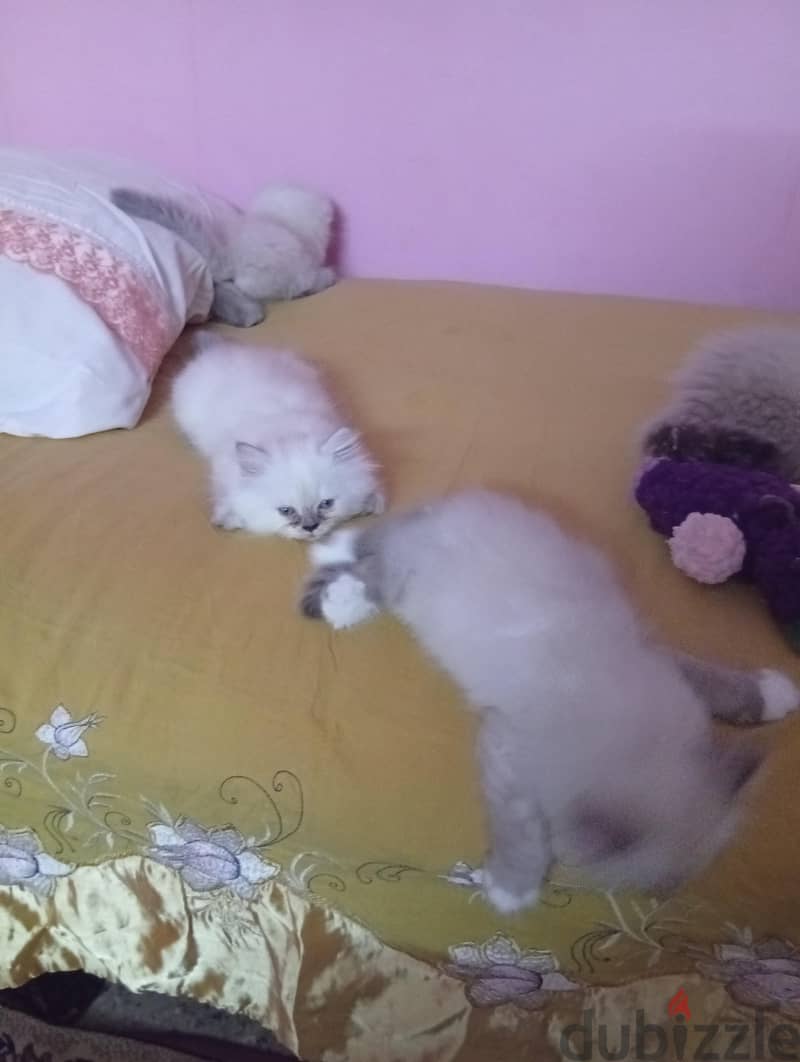 كيتنز راغدول 6