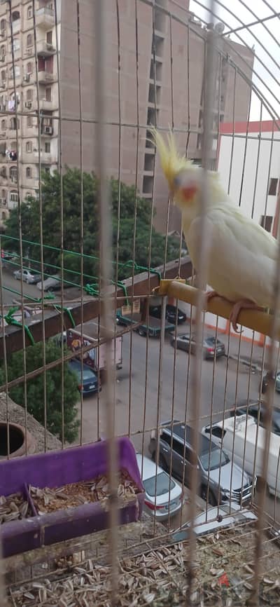 نتاية لاتينى معاها ابنها