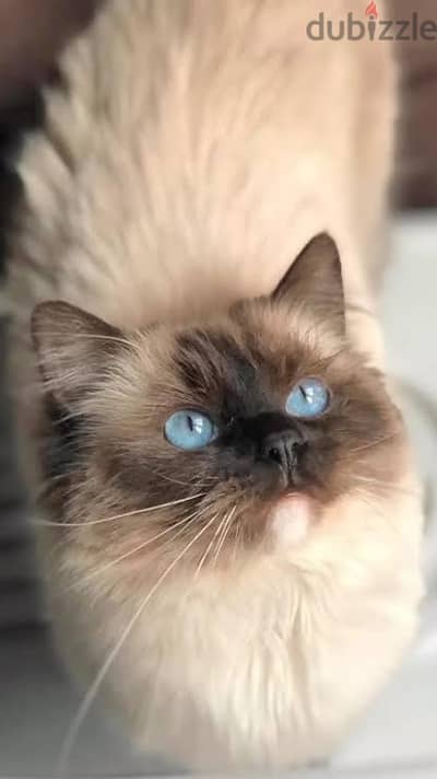 قطة راجدول ragdoll