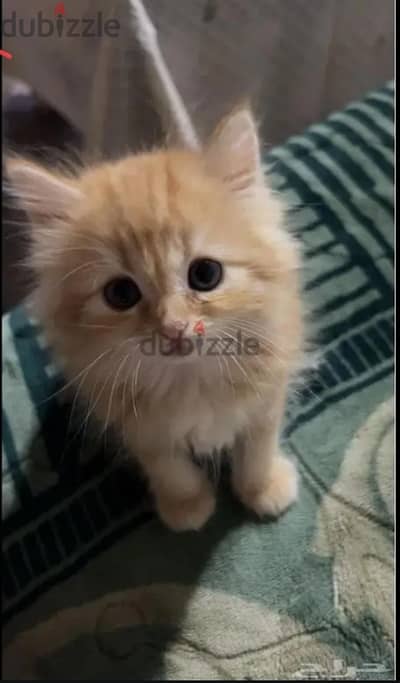 قط شيرازي اورانج 46 يوم يرجي الاتصال علي 01094843595