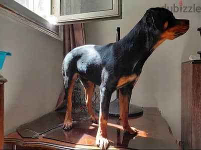 Rottweiler puppy