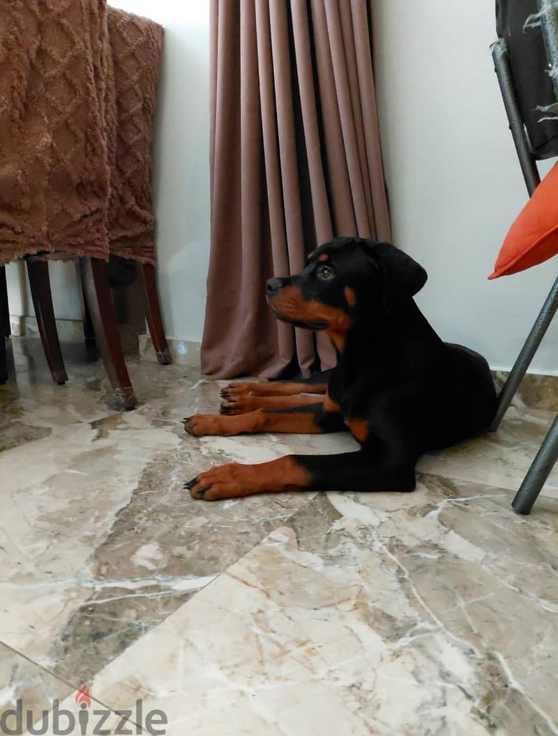Rottweiler puppy 1