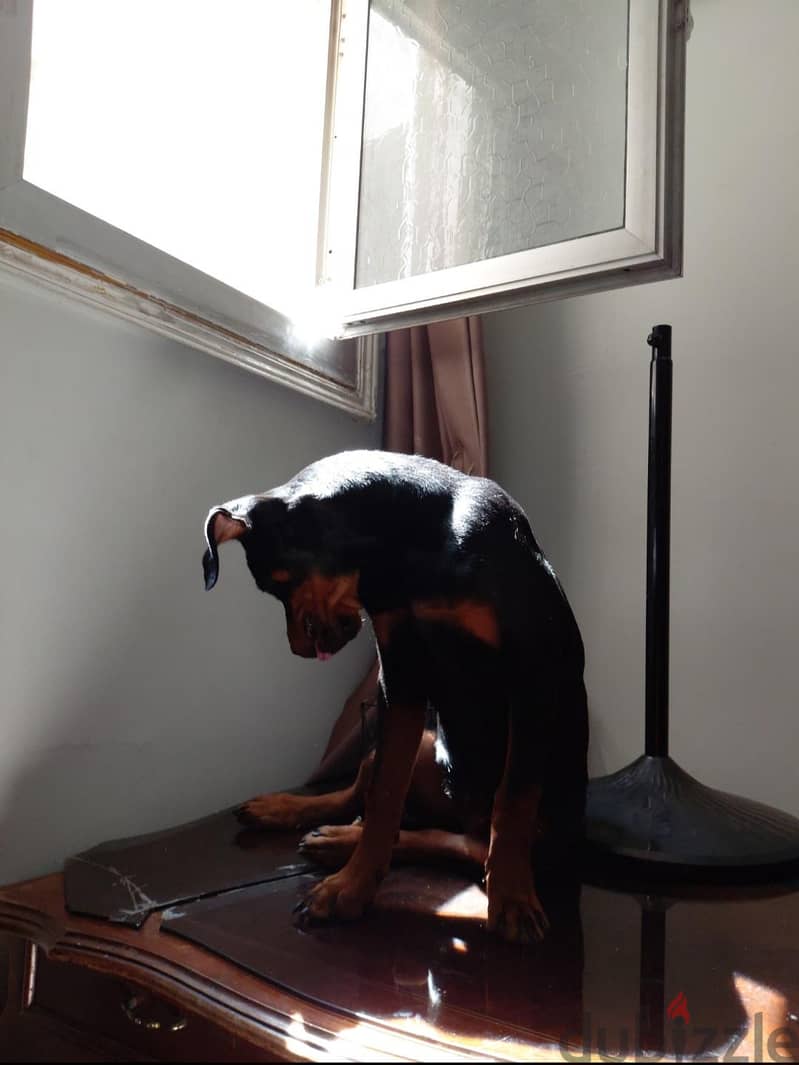 Rottweiler puppy 2