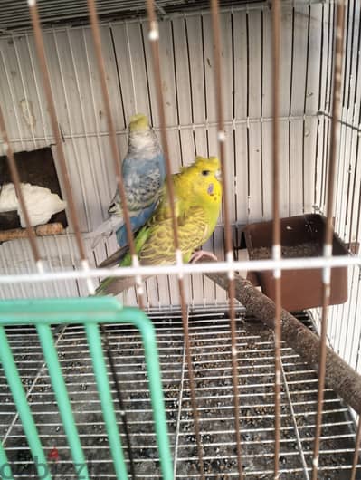 قص اسبنجل شوشه