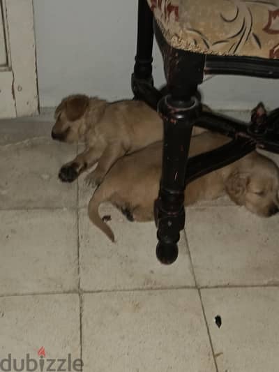golden retriever puppies  جراوي جولدن ريتفر
