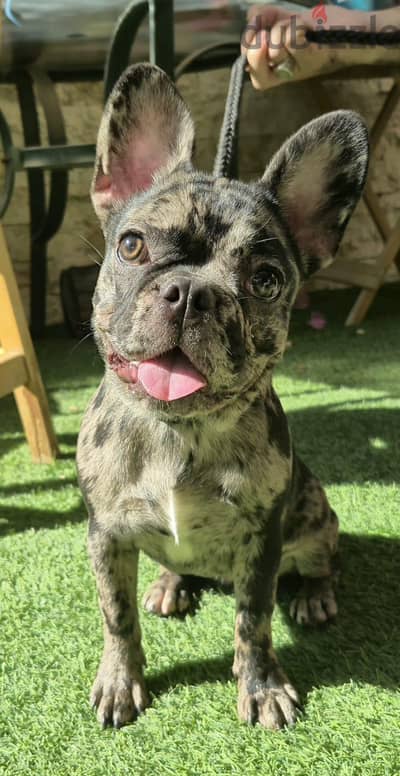 French bulldog—Merle Coat