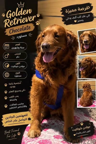 دكر جولدن