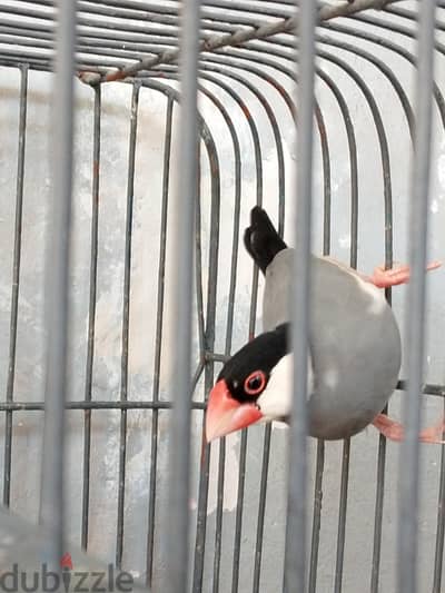 زوج جاوا شغال