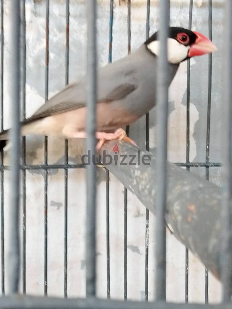 زوج جاوا شغال 1