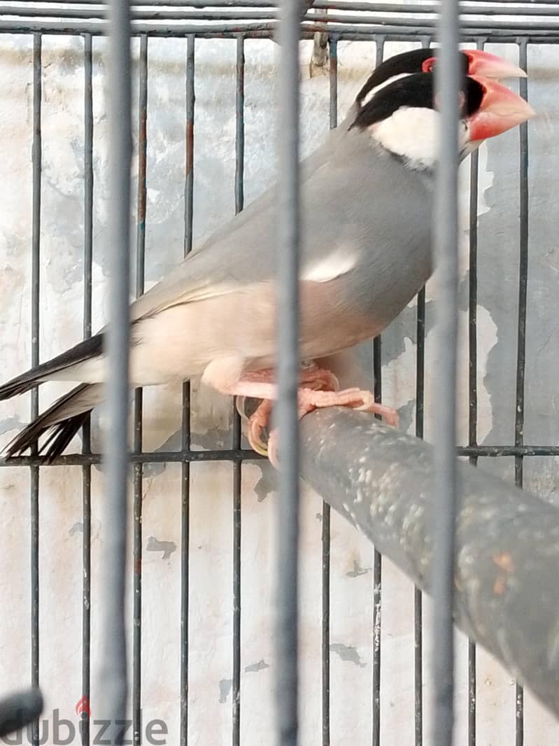 زوج جاوا شغال 2
