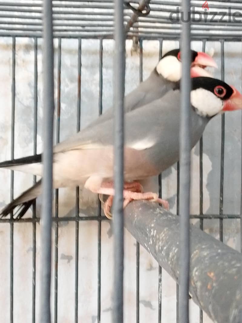 زوج جاوا شغال 3