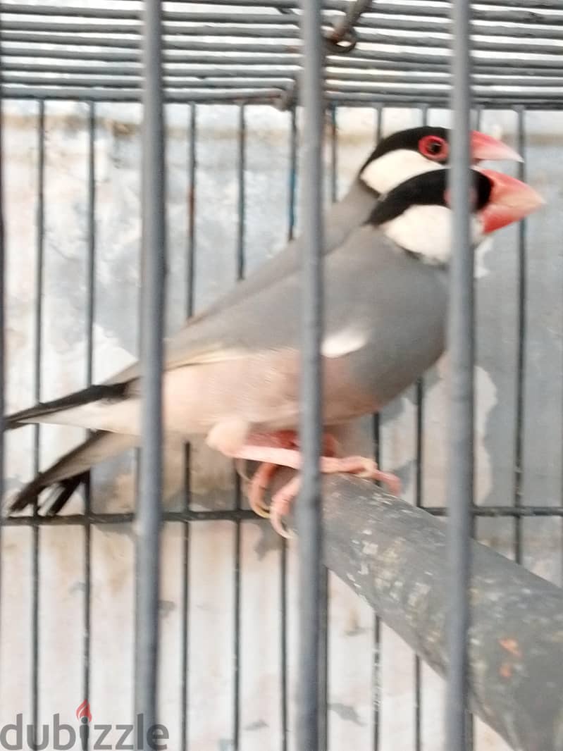 زوج جاوا شغال 6