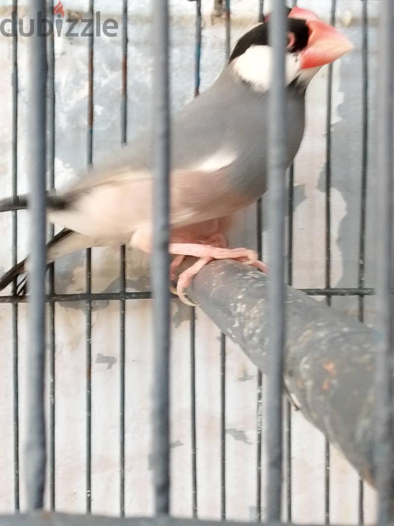 زوج جاوا شغال 7
