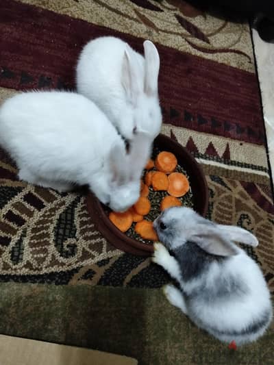 للتبنى ٢ ارنب ذكور حجم صغير