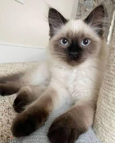 ragdoll cat