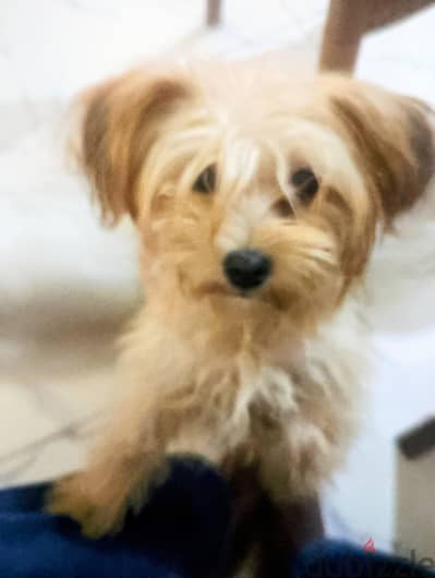Linda dog