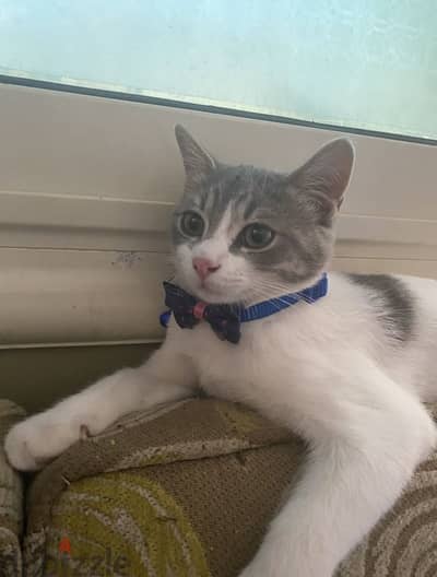 Cat for adoption