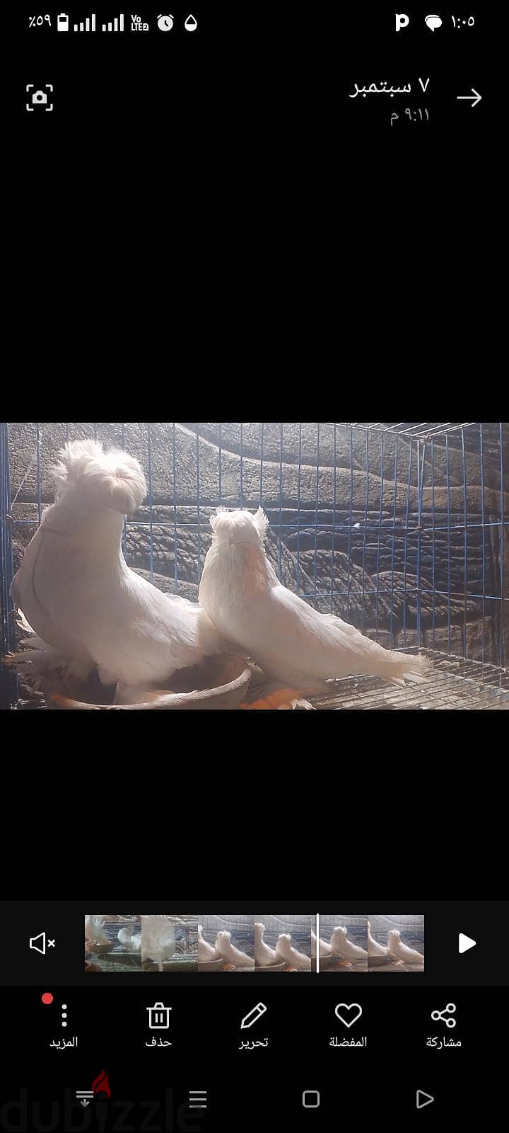 جوز بخاره 1