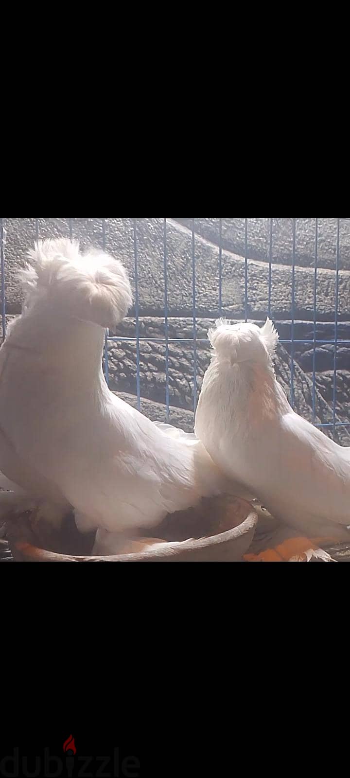 جوز بخاره 2