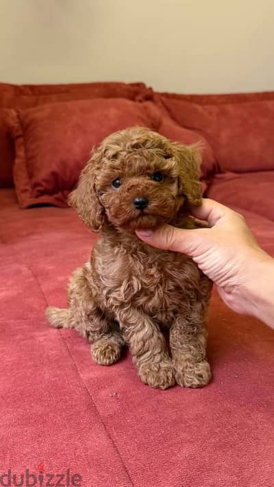 Toy poodle puppies يودل