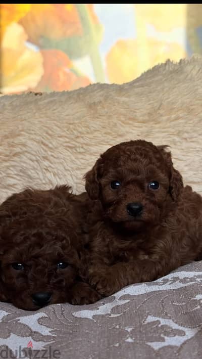 Poodle puppies بودل