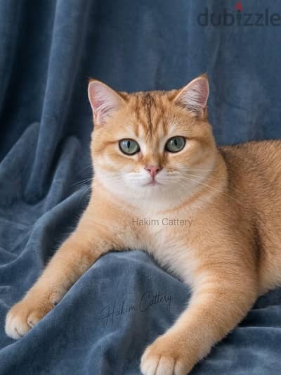 British Shorthair Golden Male | 6 Months