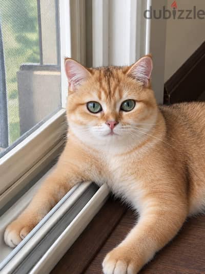 British shorthair male imported parents from Russia