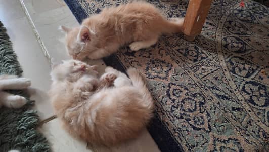 three fluffy, orange-and-white kittens  Persian fluffy mix