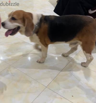 Beagle dogكلب بيجل