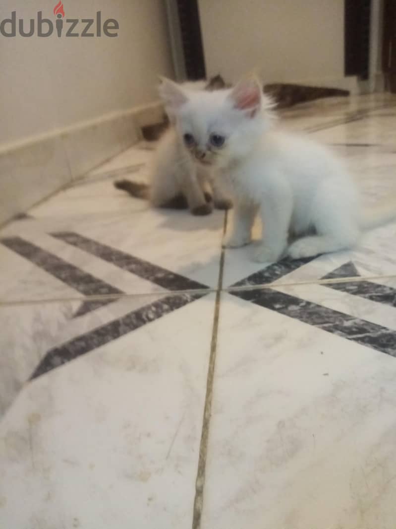 قطط هيمالايا 3