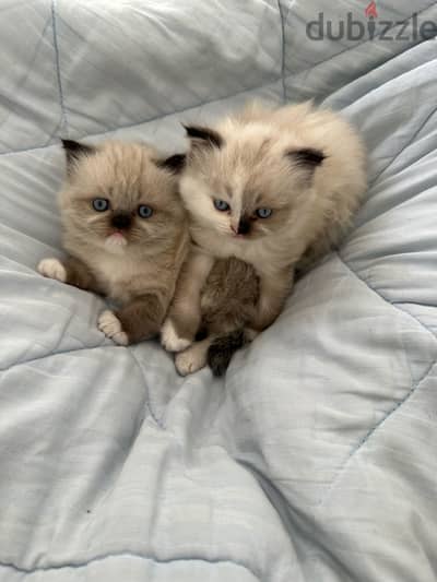 Exotic himalayan x ragdoll