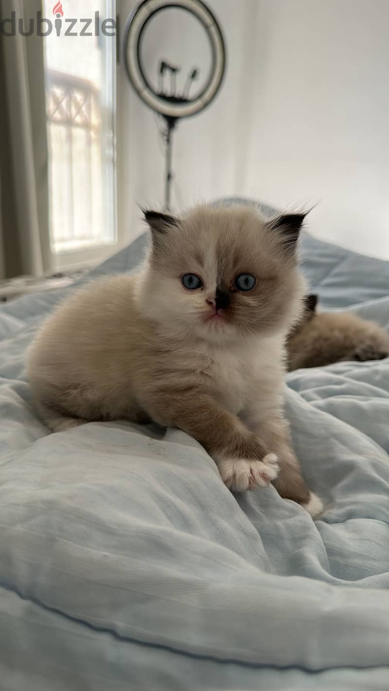 Exotic himalayan x ragdoll 1