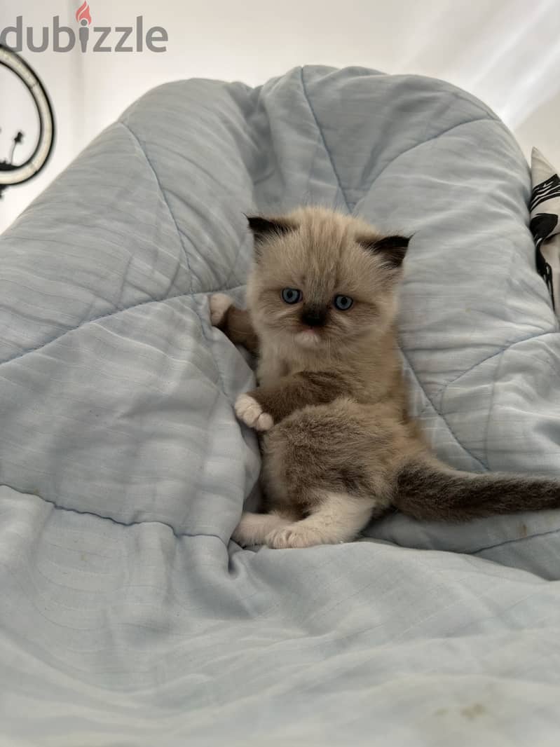 Exotic himalayan x ragdoll 2