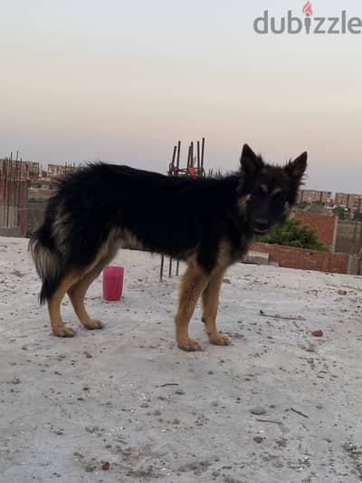 كلب جيرمان