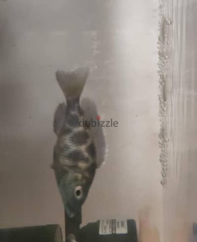 سمك زينه سيكلد افريقي جيراف