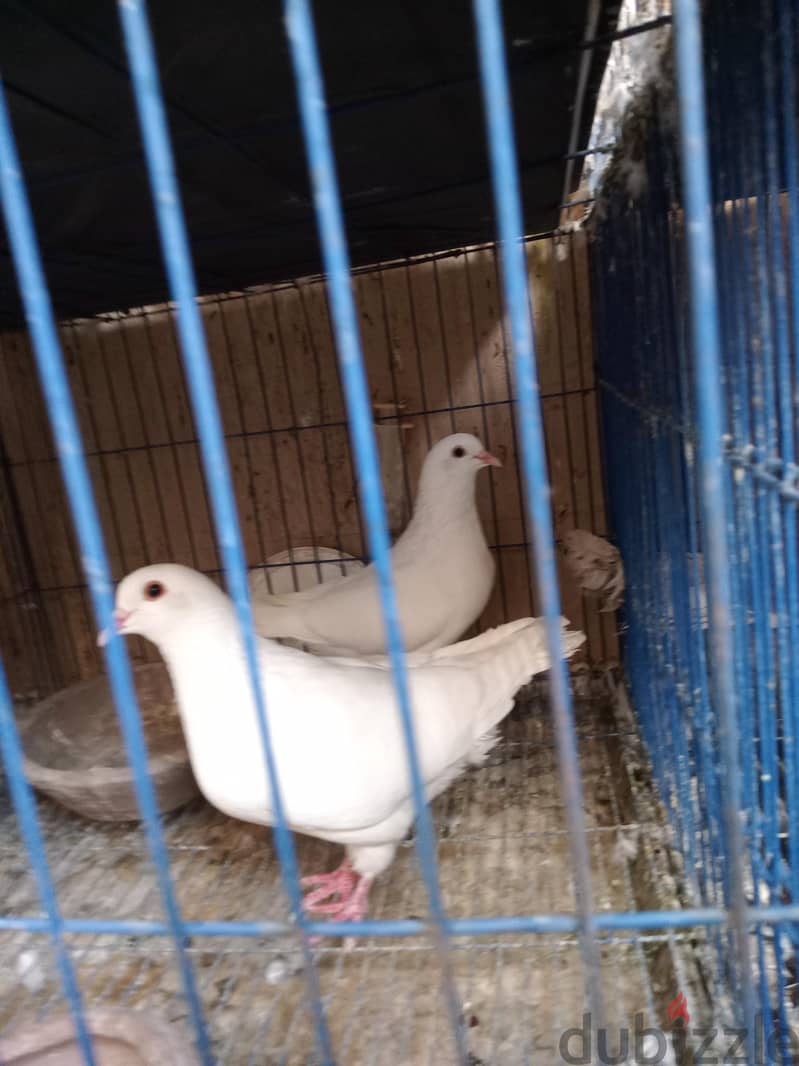 مجموعة قصوص 1