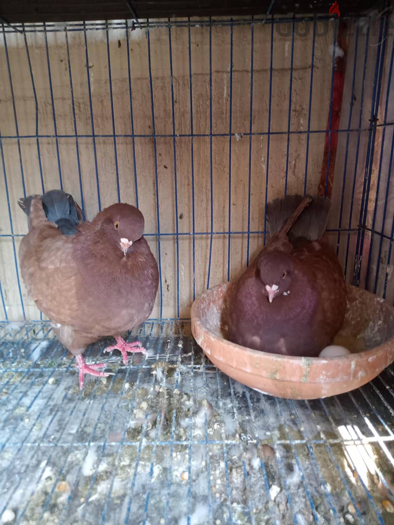 مجموعة قصوص 2