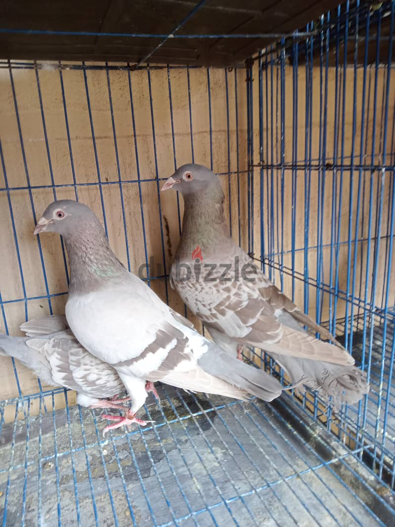 مجموعة قصوص 3