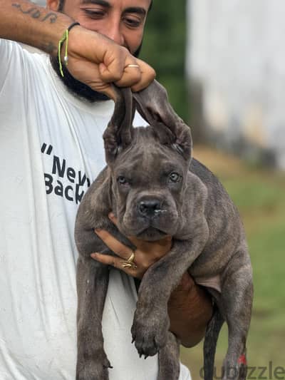 جرو كين كورسو cane corso