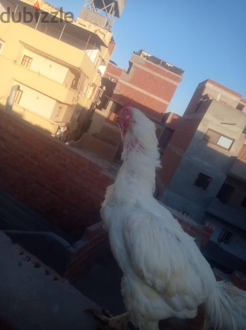 ديك هندى  ابيض 1