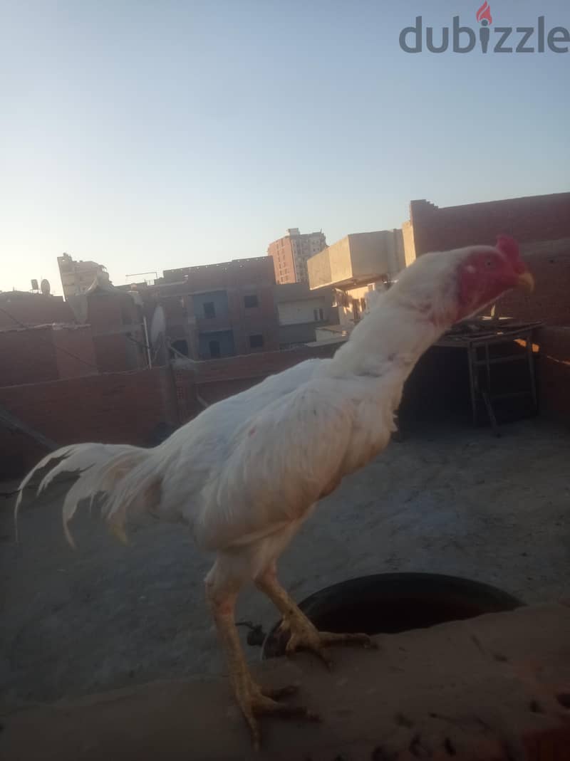 ديك هندى  ابيض 2