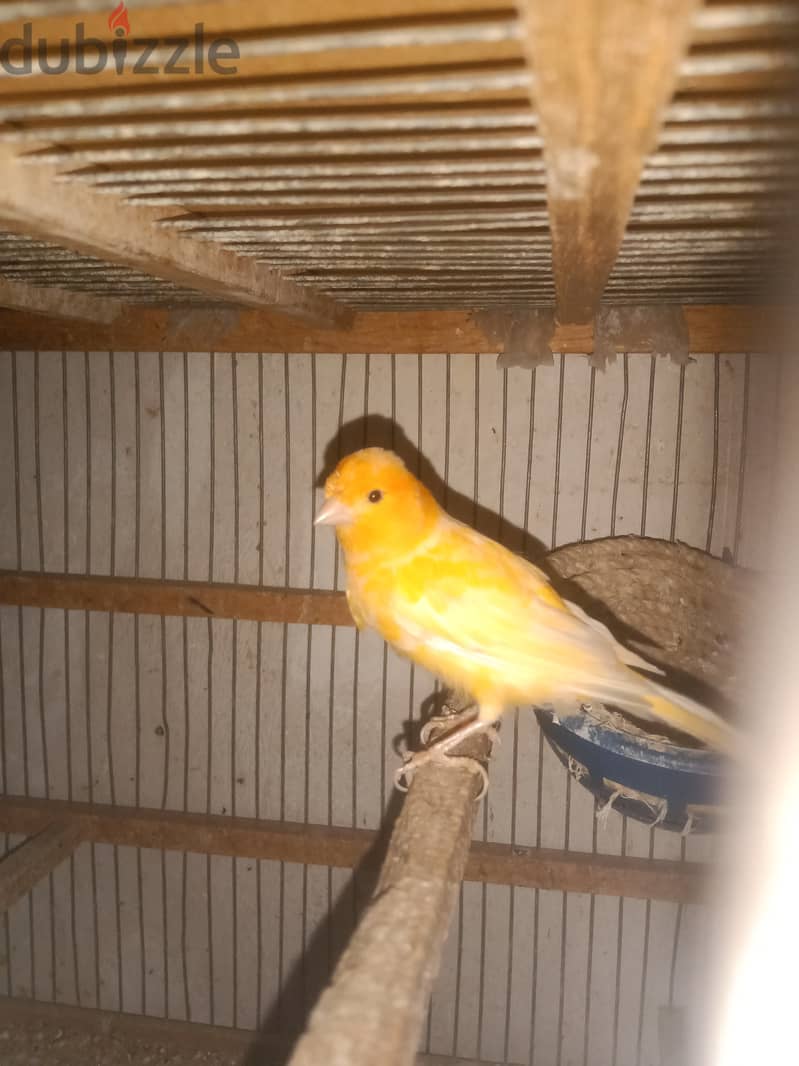 كناريا 2