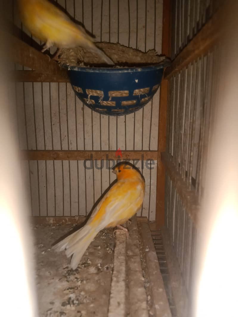 كناريا 3
