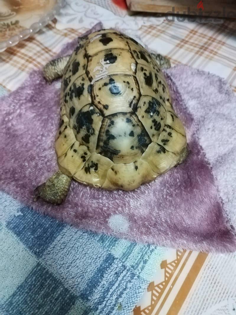 سلحفاه ذكر 3