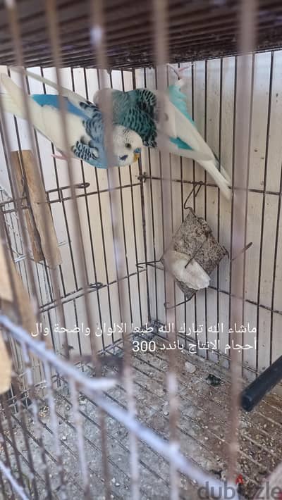 بصفي العصافير لعدم التفرغ