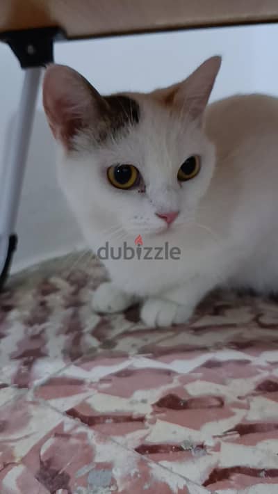قطة للتبني