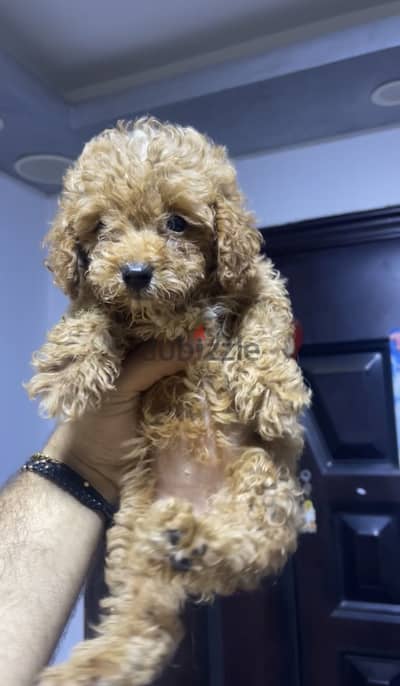 Pure toy poodle